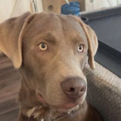 A young large-sized male Labrador Retriever dog named Moses for adoption in Elk Grove Village, IL
