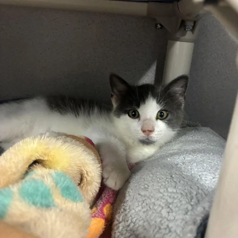 A baby small-sized male Gray / Blue / Silver Domestic Short Hair cat named Gus Gus for adoption in Alexandria, VA