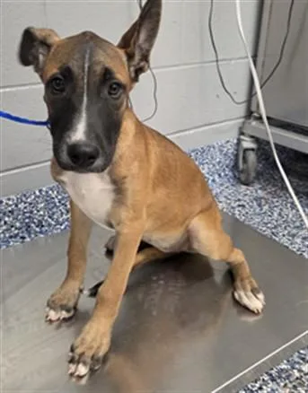 A baby small-sized female Shepherd dog named Lucy for adoption in Riverside, CA