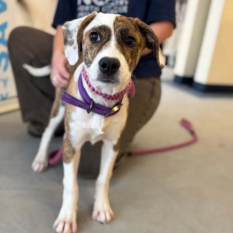 A baby small-sized female Brindle Mixed Breed dog named Kasey for adoption in Morrisville, VT