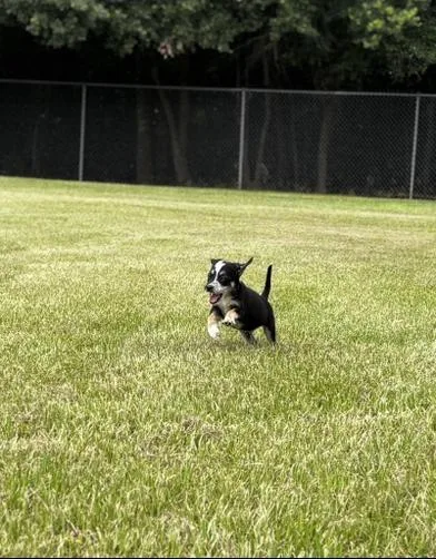 A baby medium-sized male Tricolor (Brown, Black, & White) Australian Cattle Dog / Blue Heeler dog named Everest for adoption in Liverpool, TX