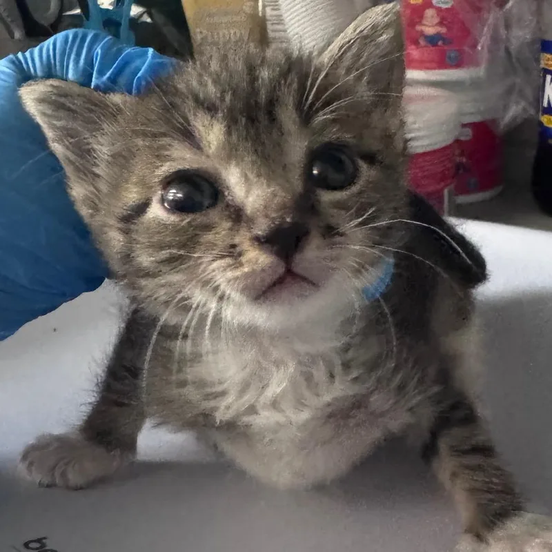 A baby small-sized female Brown / Chocolate Domestic Short Hair cat named Rollercoaster for adoption in Summerville, SC