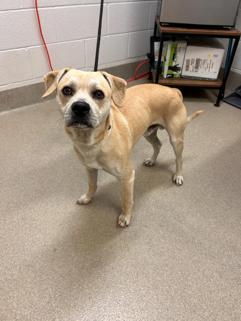 An adult medium-sized male Labrador Retriever dog named Mario for adoption in Mount Vernon, OH