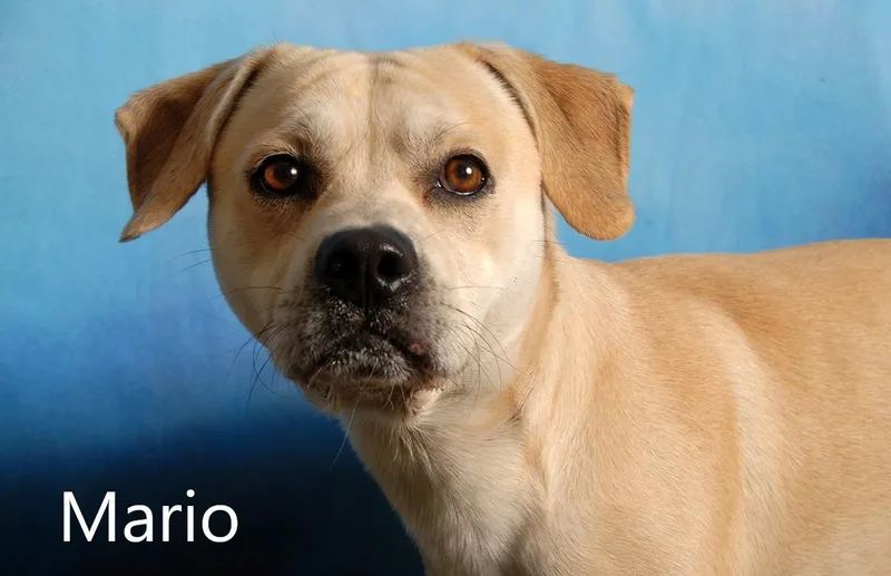 Mario thumbnail 2
