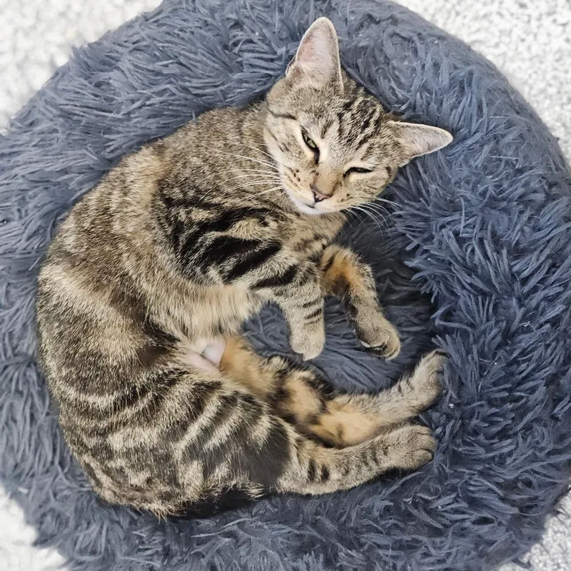 An adult medium-sized female Domestic Short Hair cat named Lexi for adoption in Monticello, IA