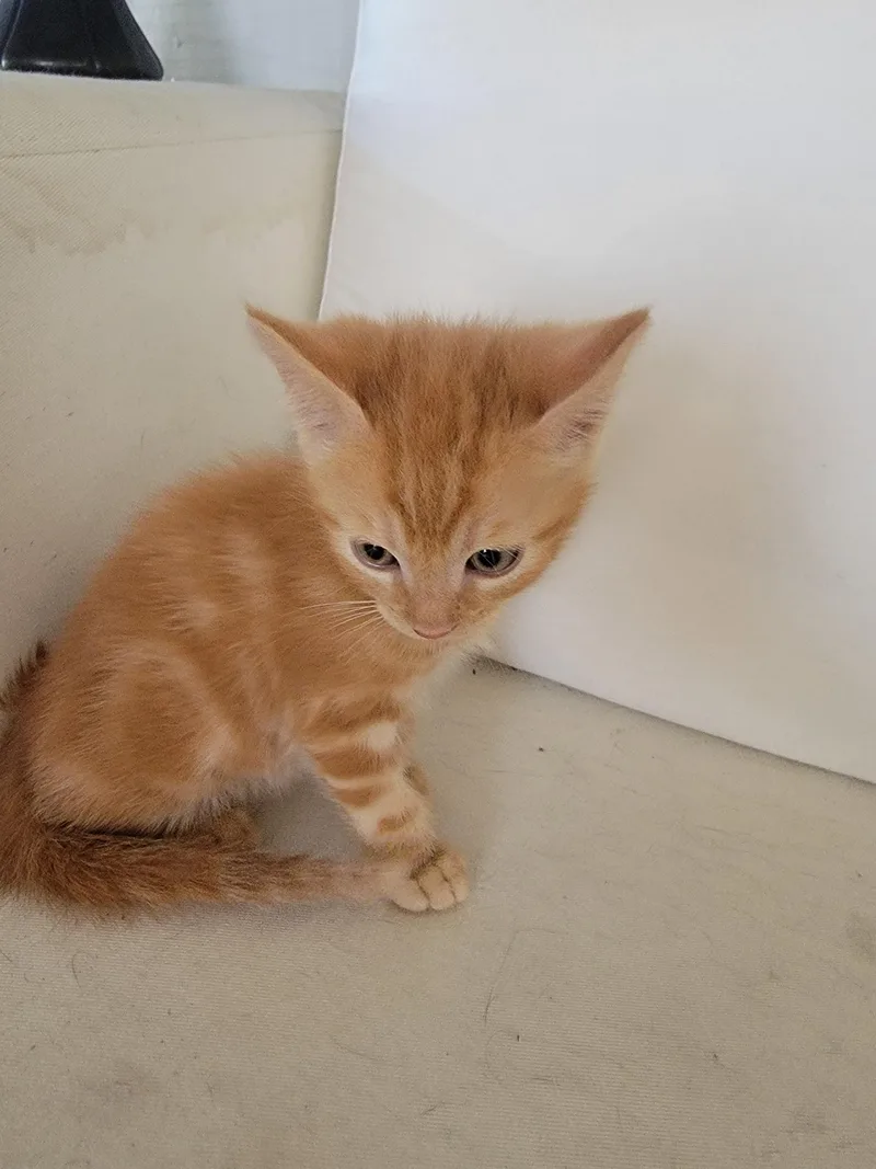 A baby small-sized male Domestic Short Hair cat named Bubba for adoption in Long Beach, CA