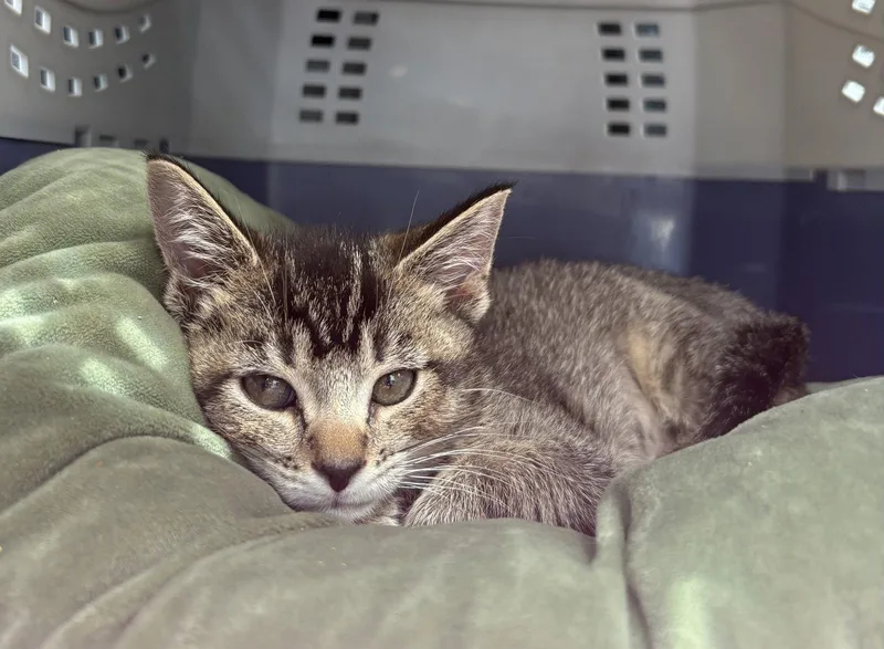 A baby medium-sized female Tabby cat named Mandy for adoption in Dublin, OH