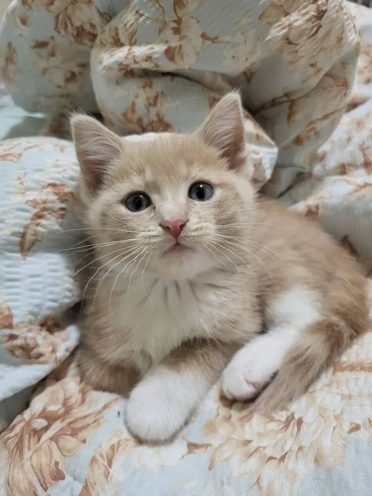 A baby small-sized male Orange & White Domestic Short Hair cat named Oliver for adoption in Chicago, IL