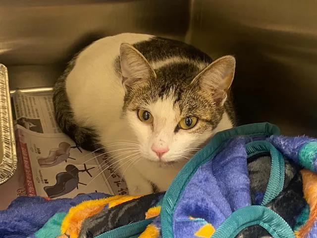 A young small-sized female Domestic Short Hair cat named Little Erin for adoption in Tustin, CA