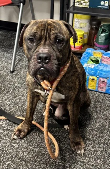 An adult medium-sized male Mixed Breed dog named Hamburglar for adoption in West Chester, PA