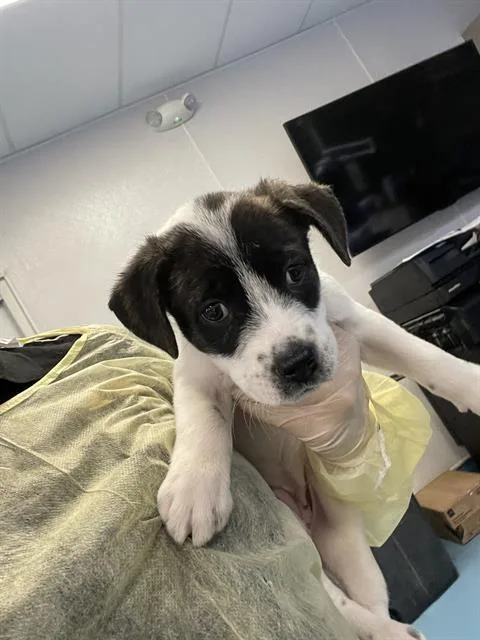 A baby small-sized male Pit Bull Terrier dog named Bartos for adoption in Tucson, AZ