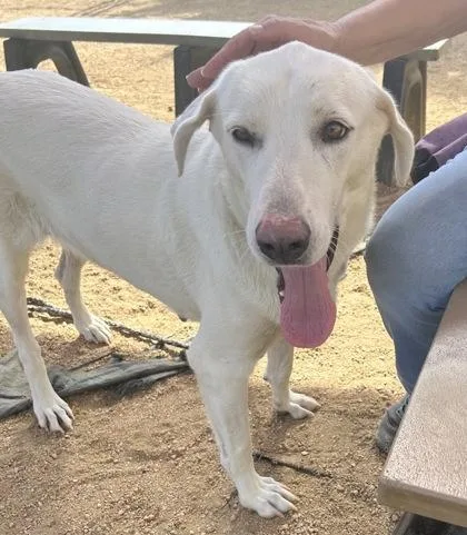 An adult large-sized female White / Cream Mixed Breed dog named Fawn for adoption in Georgetown, TX