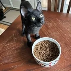 Binx thumbnail 2