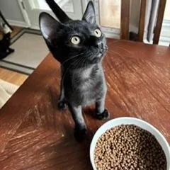 Binx thumbnail 3