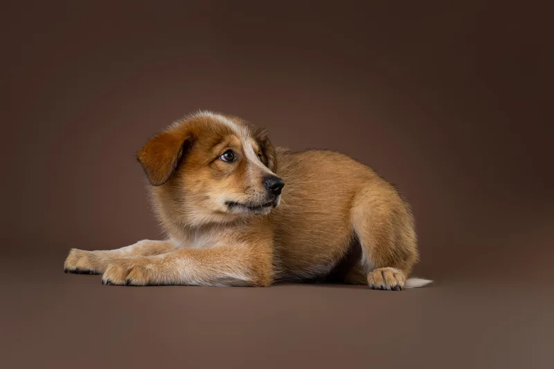 Coopers thumbnail 5