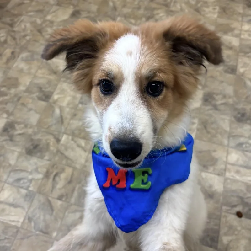 A young large-sized male Anatolian Shepherd dog named Cody for adoption in Pilot Point, TX