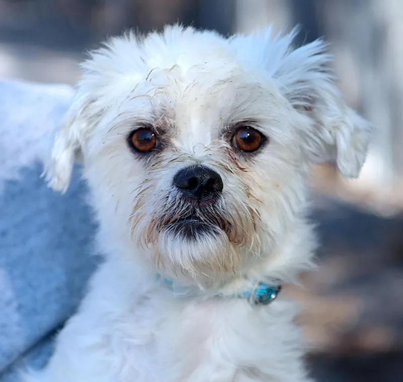 A young small-sized male Miniature Poodle dog named Gus for adoption in Kansas City, KS