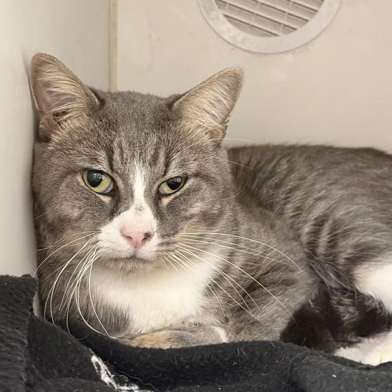An adult small-sized male Domestic Short Hair cat named Rogue for adoption in Pine Bluff, AR