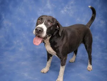 An adult large-sized male English Springer Spaniel dog named Sherman for adoption in Taylorsville, NC