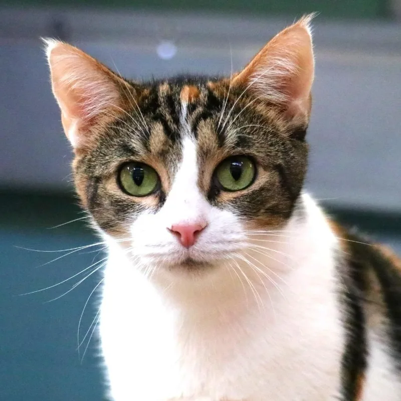 An adult medium-sized female Calico Domestic Short Hair cat named Mama Cat for adoption in Sarasota, FL