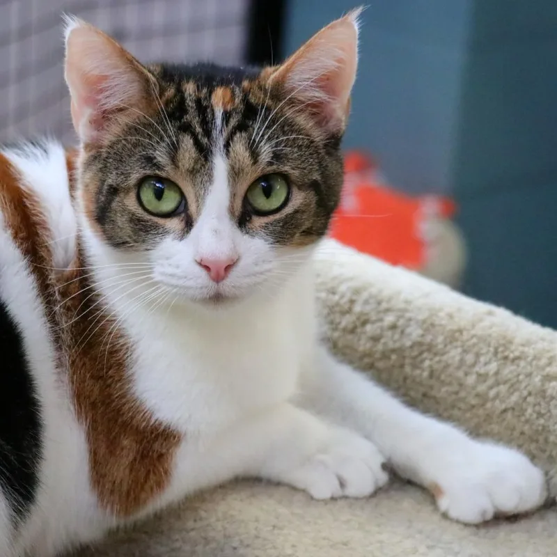 Mama Cat thumbnail 2