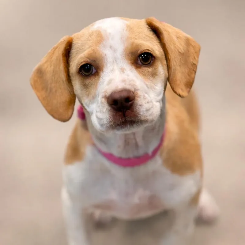 Demeter  Sweet Terrier thumbnail 2