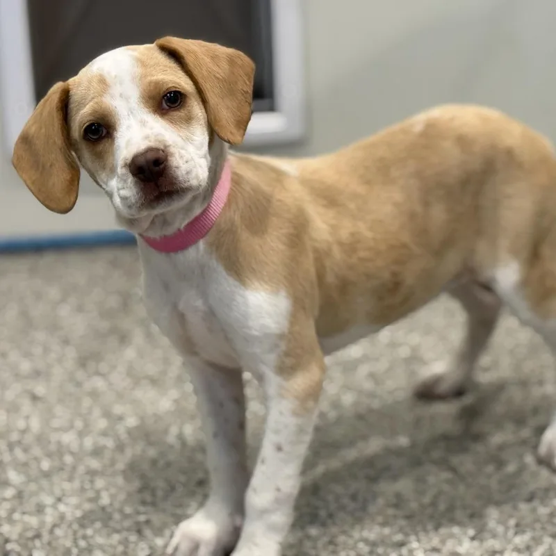 Demeter  Sweet Terrier