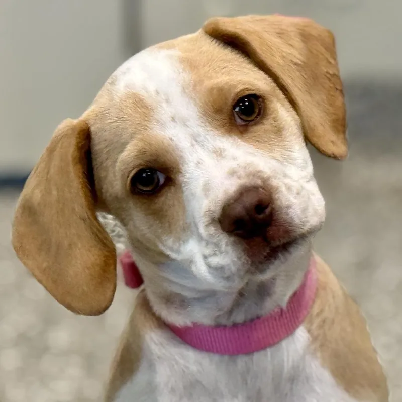 Demeter  Sweet Terrier thumbnail 3