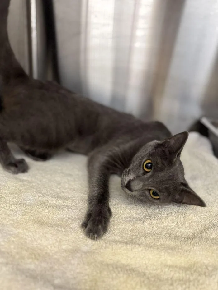 An adult small-sized female Gray / Blue / Silver Domestic Short Hair cat named Merryweather for adoption in Hilton Head Island, SC
