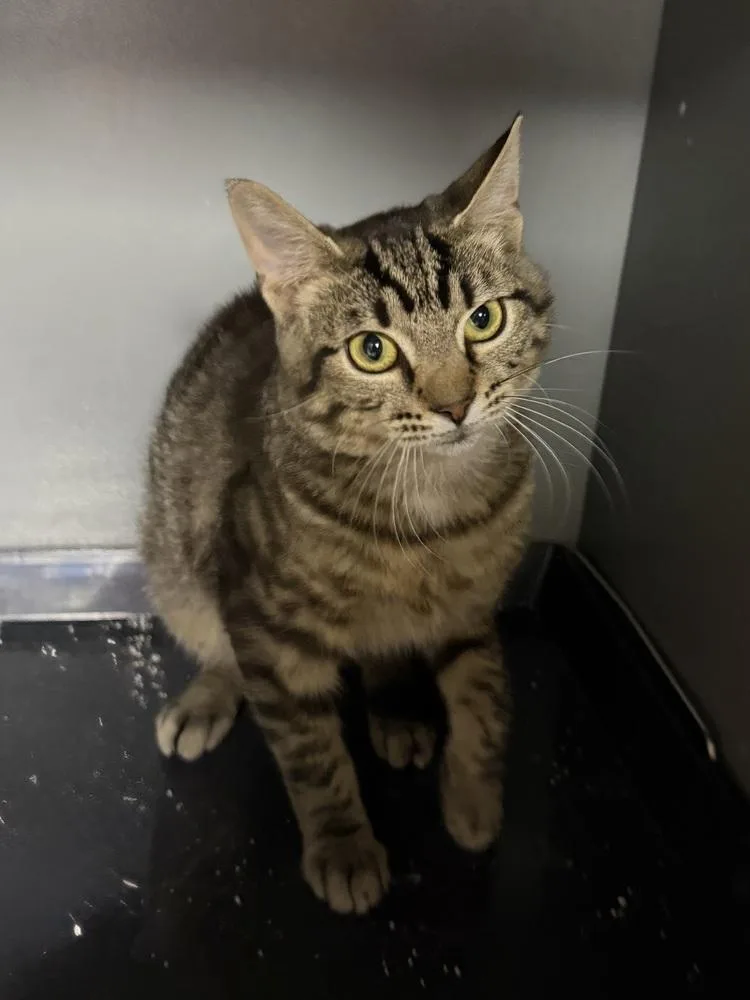 A young small-sized male Tabby (Brown / Chocolate) Domestic Short Hair cat named Ramsay for adoption in West Mifflin, PA