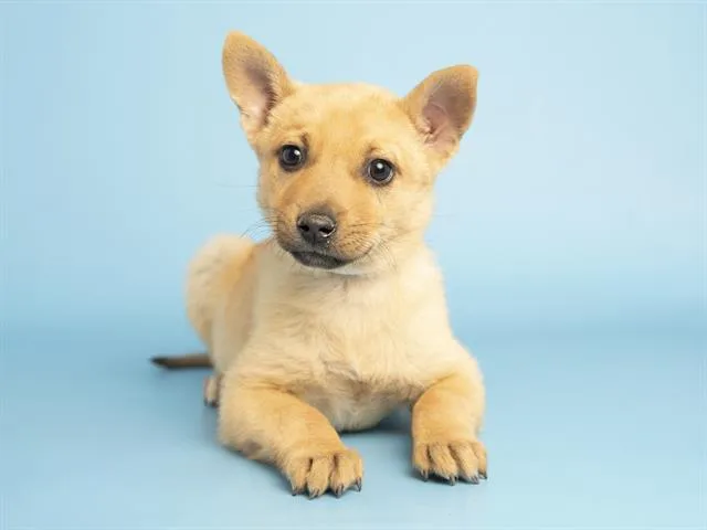 A baby small-sized female Australian Kelpie dog named Waterlily for adoption in Phoenix, AZ