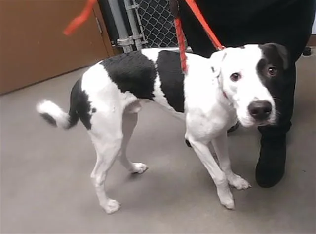 A young large-sized male Labrador Retriever dog named Junior for adoption in Phoenix, AZ