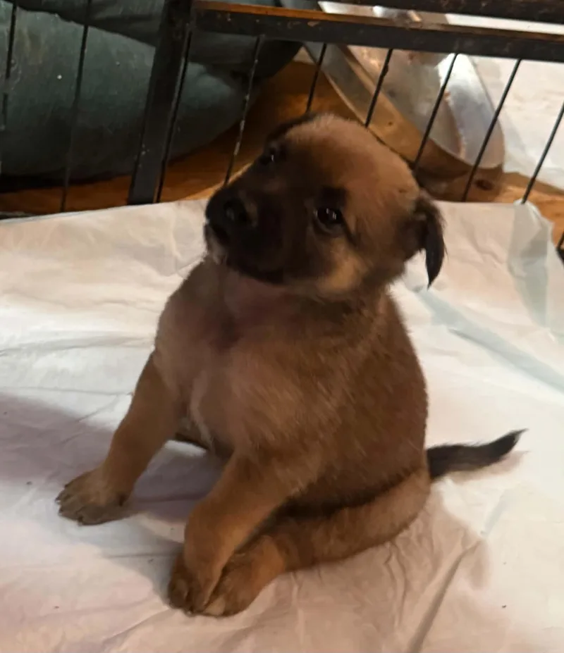 A baby small-sized female Mixed Breed dog named Cora for adoption in Monona, WI