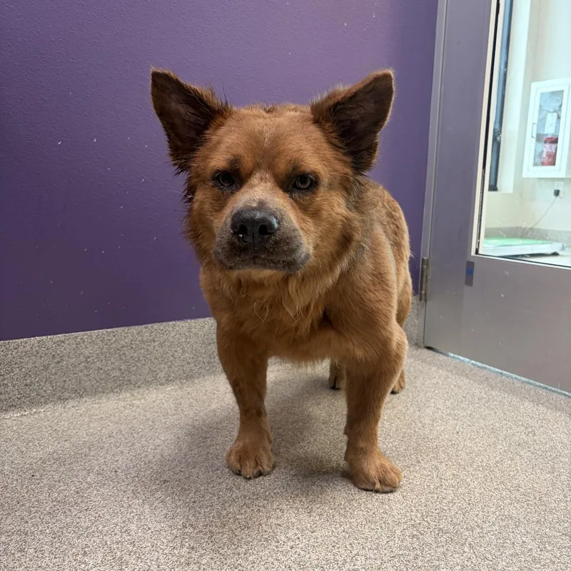 A senior medium-sized male Red / Chestnut / Orange Mixed Breed dog named Taz for adoption in Englewood, FL