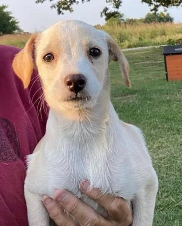 A young medium-sized female Beagle dog named Olive for adoption in Windsor, CO