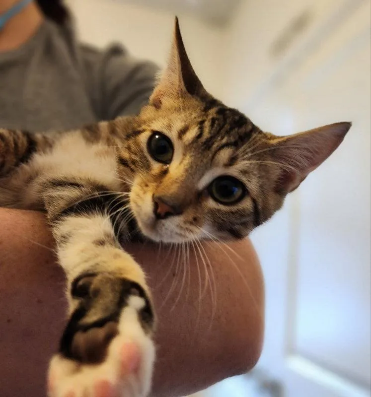 A young medium-sized male Tabby cat named Magnus for adoption in Ocala, FL