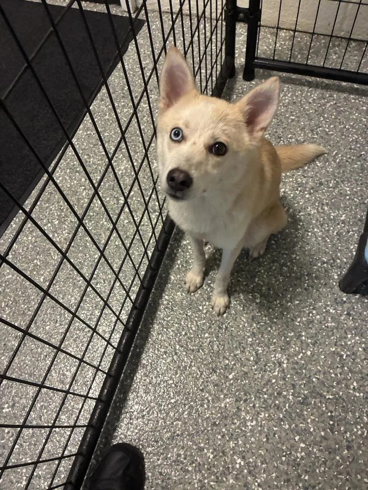 Mika