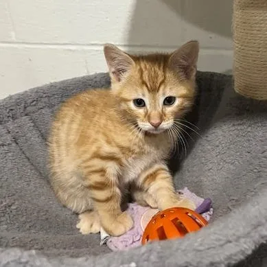 A baby small-sized female Orange / Red Domestic Short Hair cat named Connie for adoption in Springfield, IL