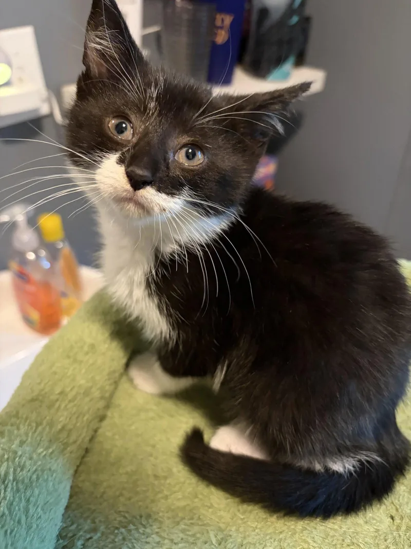 A baby medium-sized female Black & White / Tuxedo Domestic Short Hair cat named Lucy for adoption in Rootstown, OH