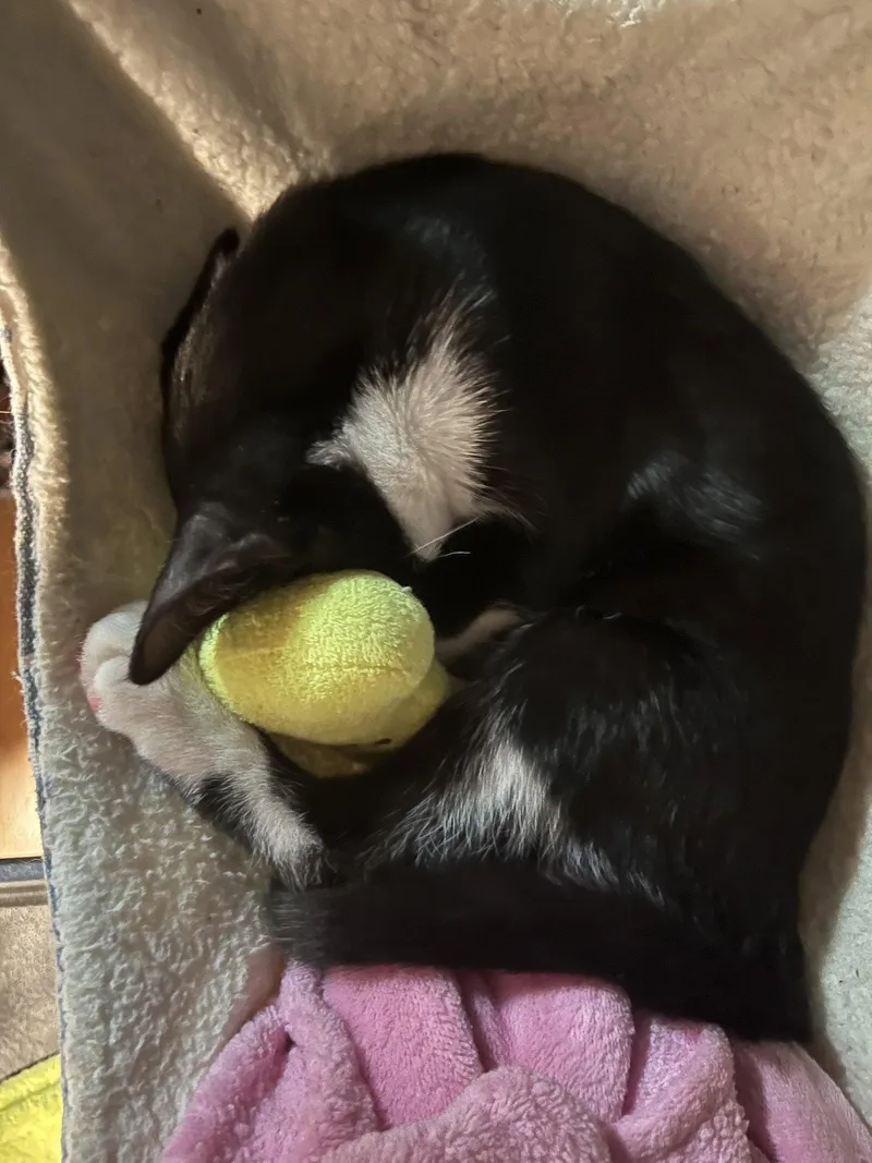 Lucy thumbnail 2