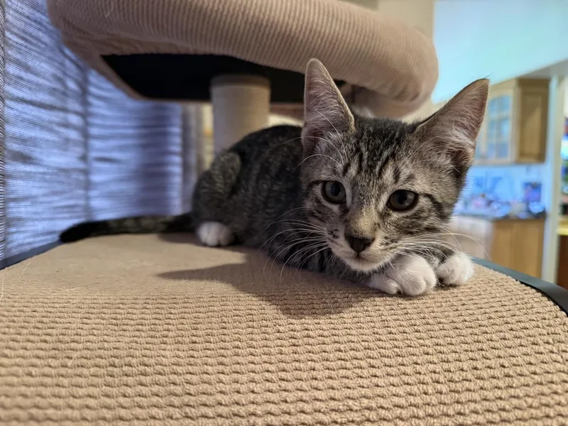 A baby medium-sized male Brown / Chocolate Domestic Short Hair cat named Sokka Avatar for adoption in Chandler, AZ