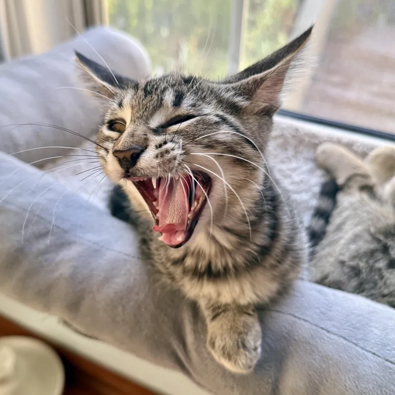 A baby medium-sized female Domestic Short Hair cat named Delilah for adoption in Los Angeles, CA