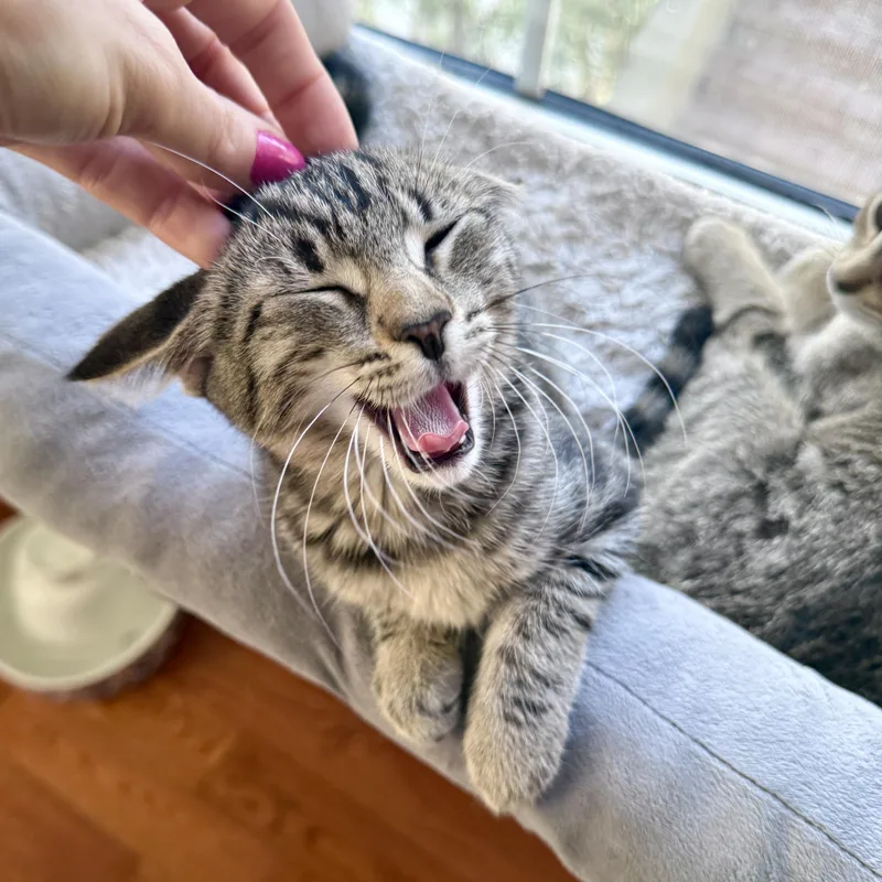 Delilah thumbnail 6