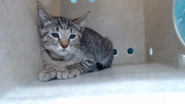 A baby medium-sized male Domestic Short Hair cat named A for adoption in Downey, CA