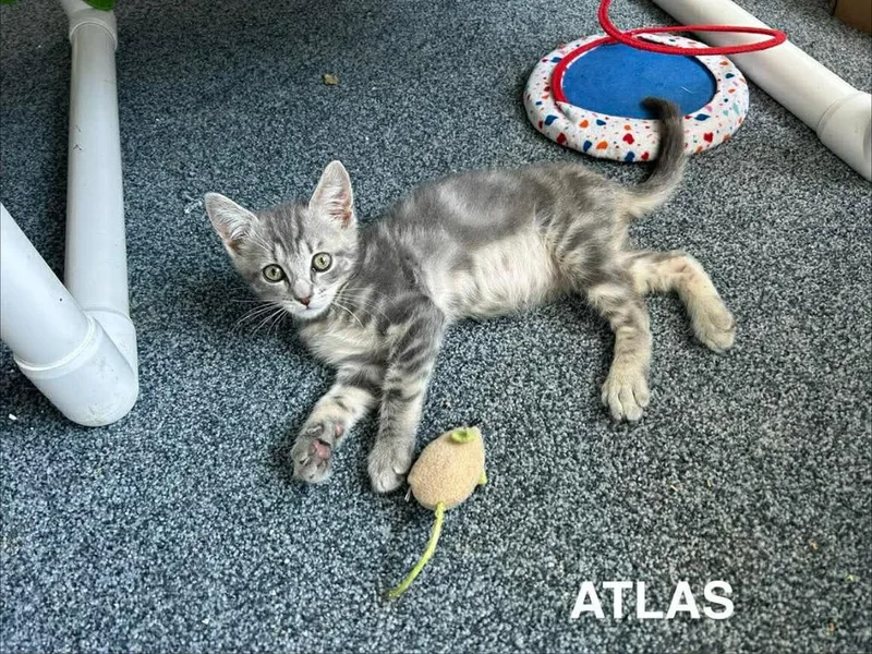 A baby medium-sized male Domestic Short Hair cat named Atlas for adoption in Parkville, MD
