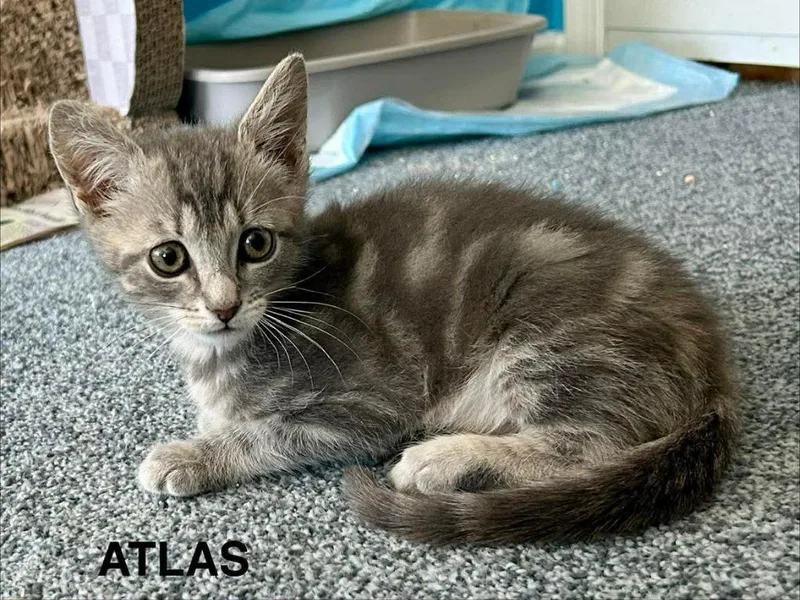 Atlas thumbnail 2