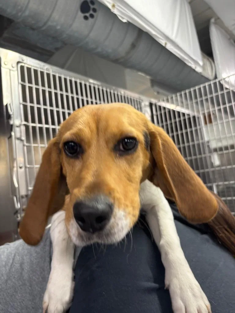 A young medium-sized male Beagle dog named Tacoma for adoption in Findlay, OH