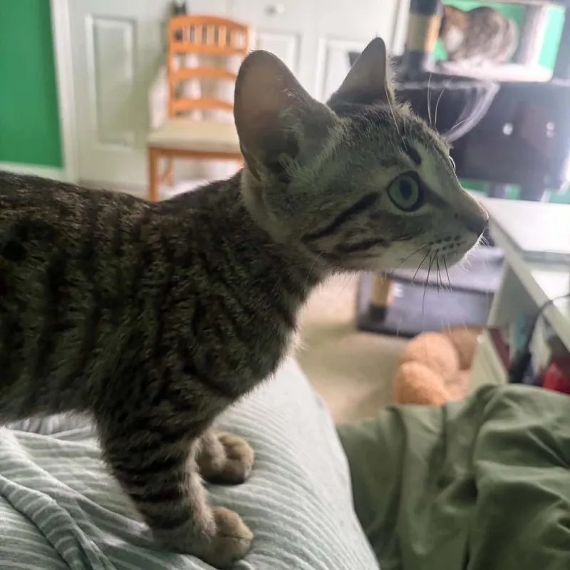 A baby small-sized male Brown / Chocolate Domestic Short Hair cat named Queso for adoption in Port Richey, FL