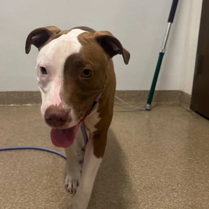 A young medium-sized male Brown / Chocolate American Staffordshire Terrier dog named Sunny for adoption in League City, TX