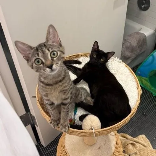 A baby small-sized female Black Domestic Short Hair cat named Goopy & Gwyneth for adoption in brooklyn, NY